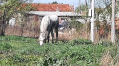 20220414_093641 Zašto asfalt ne može da stigne u zrenjaninsko romsko naselje u Surdučkoj ulici (FOTO) 2