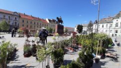 20220418_102544 Paja Kaktus iz Vrbasa i njegovi bodljikavi lepotani trenutno su u Zrenjaninu 3