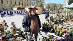 Zrenjanin danas u znaku cveća, na gradskom trgu počela Cvetna pijaca (FOTO) 3