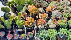 Zrenjanin danas u znaku cveća, na gradskom trgu počela Cvetna pijaca (FOTO) 4