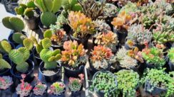 Paja Kaktus iz Vrbasa i njegovi bodljikavi lepotani trenutno su u Zrenjaninu 2