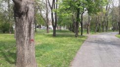20220421_110825 Zrenjaninu 3,5 miliona da uredi Karađorđev park 2