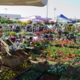 Jesenja cvetna pijaca danas i sutra na platou ispred SPENS-a 9