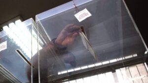 U nedelju u 7 časova se na Kosovu otvaraju 945 glasačka centra sa 2.571 glasačkim mestom za izbore gradonačelnika i odbornika 38 opština, na kojima pravo glasa ima 2.069.098 glasača.