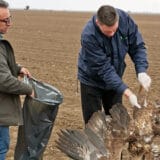 U blizini Bačkog Petrovca otkriveni novi slučajevi masovnog trovanja ptica 5