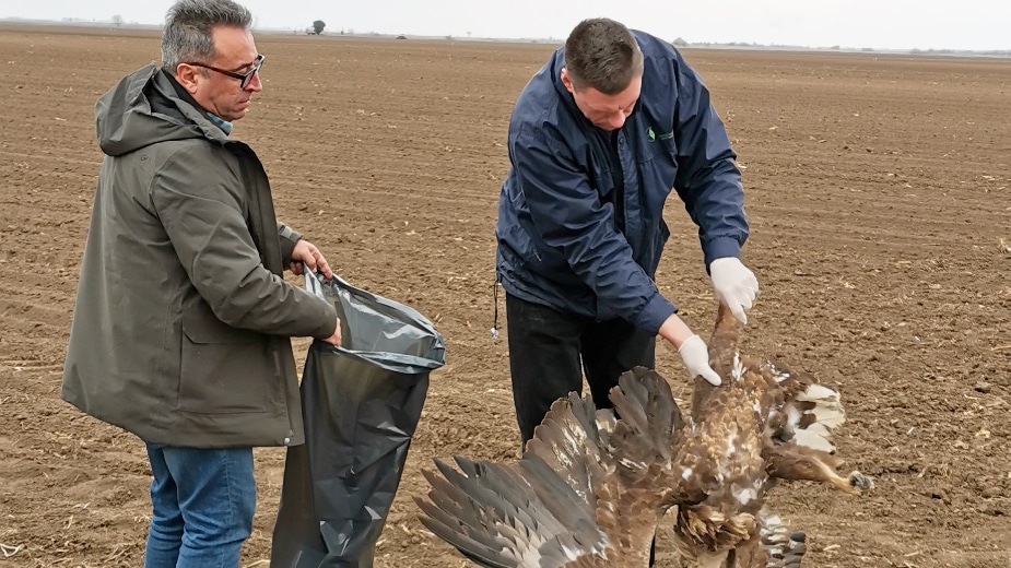 U blizini Bačkog Petrovca otkriveni novi slučajevi masovnog trovanja ptica 1