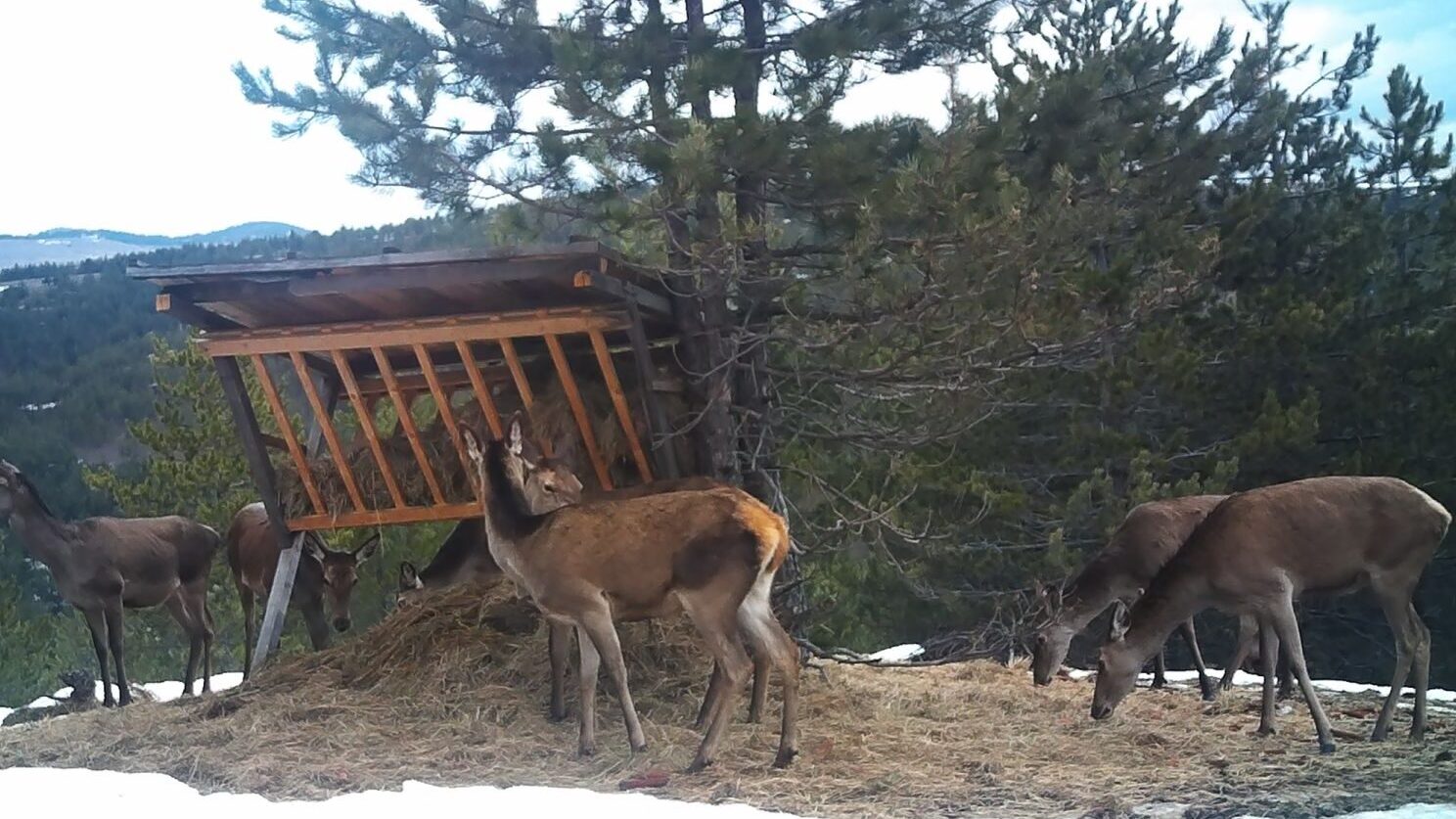 Jeleni iz Vojvodine stigli su na Zlatibor: Sada ih je preko 20 na toj planini (FOTO) 3