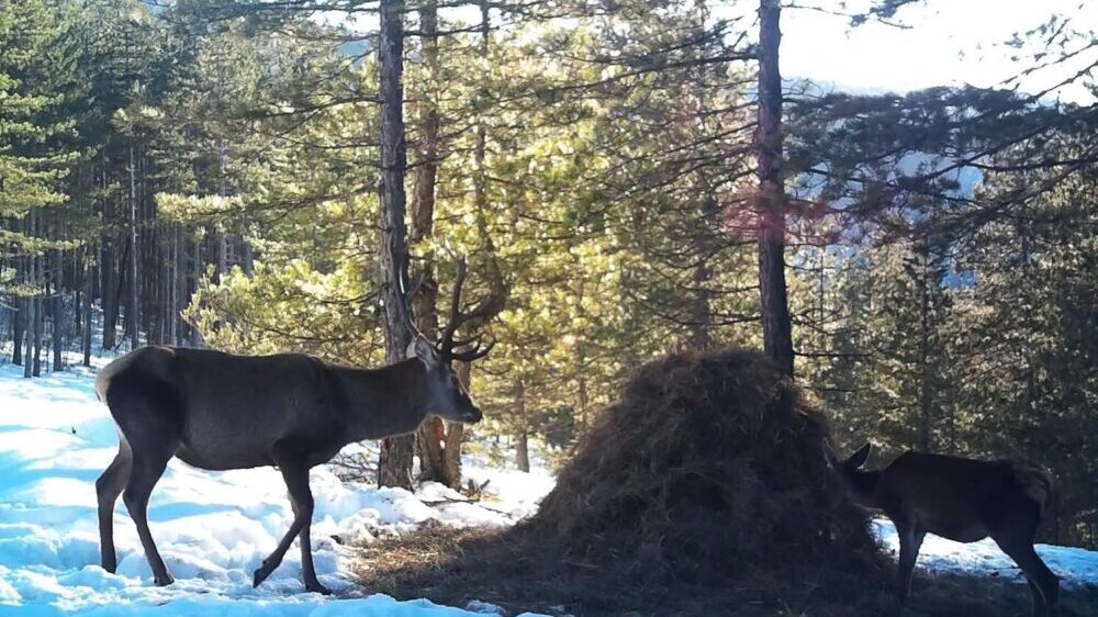 Jeleni iz Vojvodine stigli su na Zlatibor: Sada ih je preko 20 na toj planini (FOTO) 5
