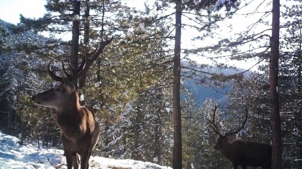 Jeleni iz Vojvodine stigli su na Zlatibor: Sada ih je preko 20 na toj planini (FOTO) 1