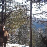 Jeleni iz Vojvodine stigli su na Zlatibor: Sada ih je preko 20 na toj planini (FOTO) 7