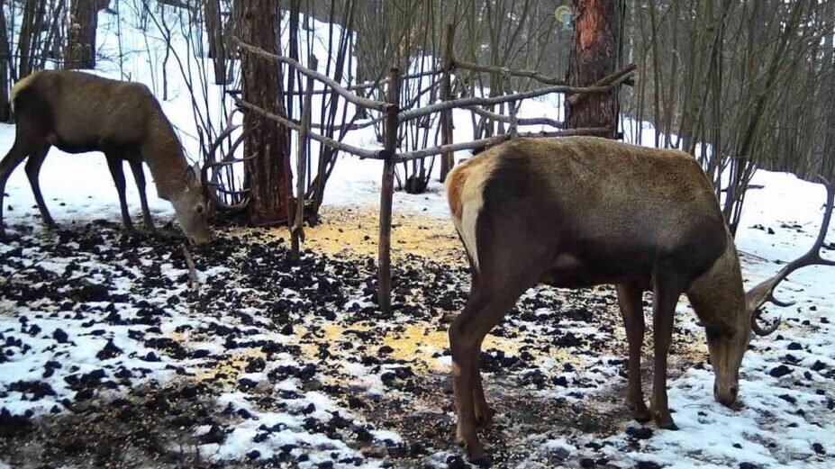 Jeleni iz Vojvodine stigli su na Zlatibor: Sada ih je preko 20 na toj planini (FOTO) 2