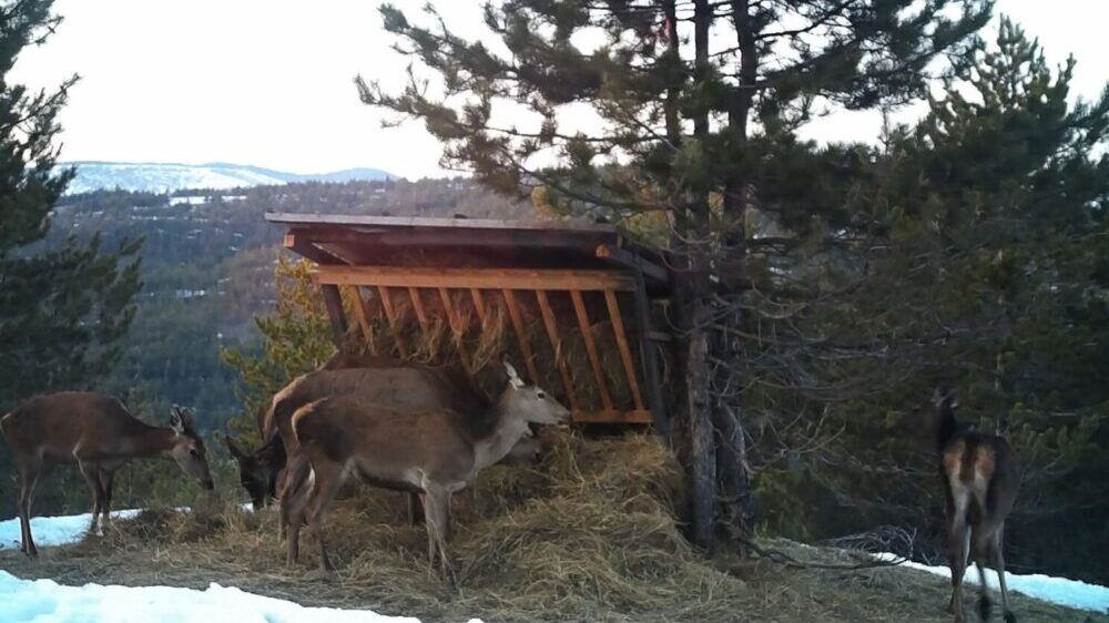 Jeleni iz Vojvodine stigli su na Zlatibor: Sada ih je preko 20 na toj planini (FOTO) 6