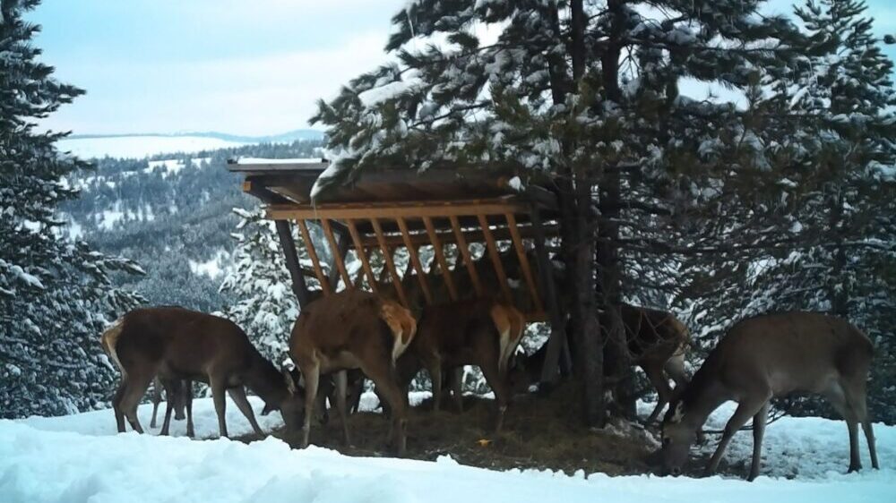 Jeleni iz Vojvodine stigli su na Zlatibor: Sada ih je preko 20 na toj planini (FOTO) 4