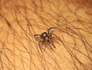 Građani Niša danima zovu Hitnu pomoć zbog ujeda jednog insekta 2