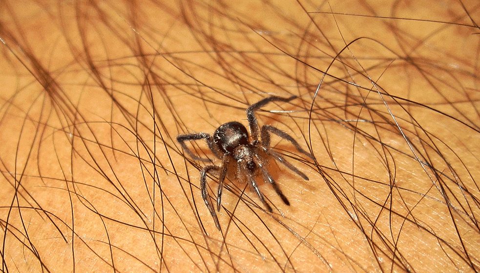 U toku je sezona krpelja: Da li ovih zglavkara danas ima više nego nekada? 1