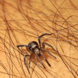 U toku je sezona krpelja: Da li ovih zglavkara danas ima više nego nekada? 10