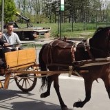 Veterinar otkrio u kakvom stanju su otrovani konji na kragujevačkom hipodromu 4
