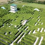 Batočina: Sutra otvaranje jednog od najvećih evropskih lavirint parkova 3