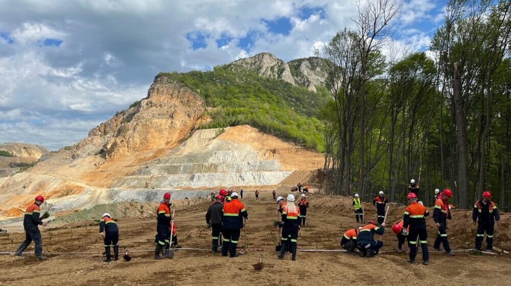 Majdanpek: Na brdu Koma iznad Majdanpeka posađeno 3.000 četinara 1