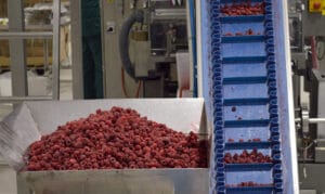 Neozbiljne su javne licitacije o ceni maline 2 Neozbiljne su javne licitacije o ceni maline 2