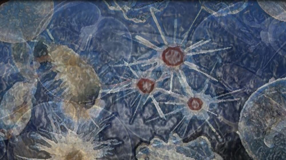 Zrenjanin: Izložba "Mikro" umetnice Sonje Bojanić 1