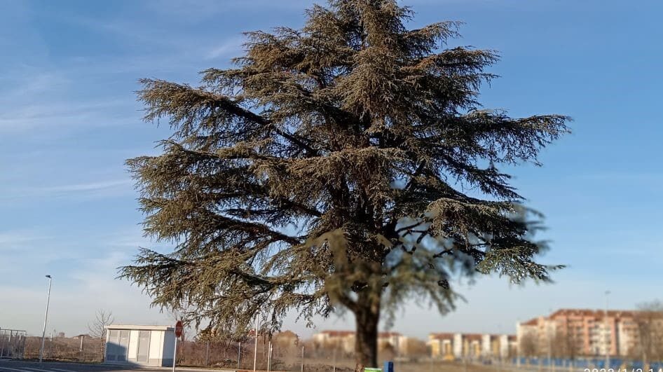 "Mirisno drvo" koje ima dušu 1