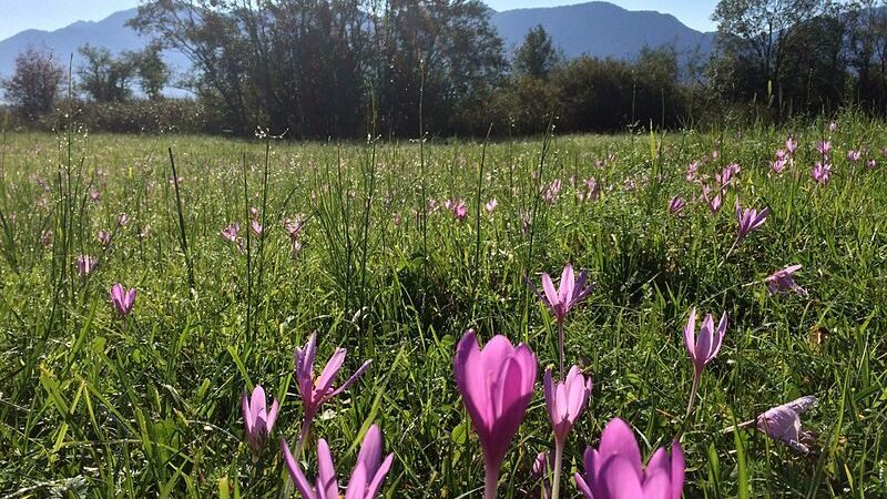 Liči na sremuš, ali je otrovan: Kako da prepoznamo mrazovac 2 Liči na sremuš, ali je otrovan: Kako da prepoznamo mrazovac 2