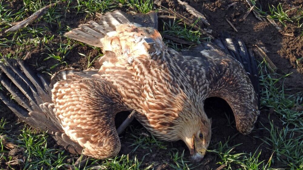 Kod Kikinde nađen otrovan orao krstaš, zaštitni znak srpskog grba 1