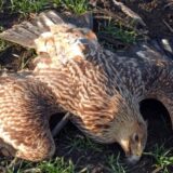 Kod Kikinde nađen otrovan orao krstaš, zaštitni znak srpskog grba 7