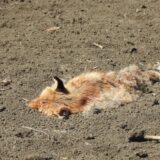 Dvadesetak životinja otrovano na oranici na kojoj je pronađen leš orla krstaša 13