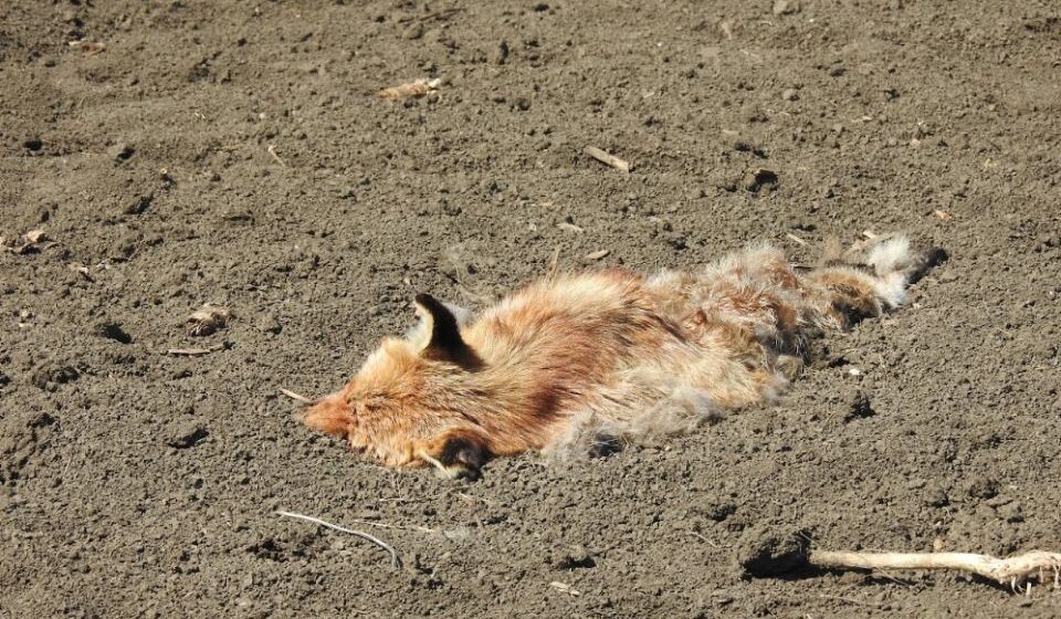 Dvadesetak životinja otrovano na oranici na kojoj je pronađen leš orla krstaša 1