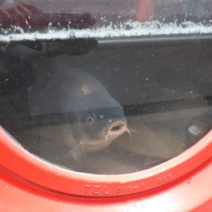 Cene u ribarnicama u Vranju, Subotici, Zaječaru, Nišu, Zrenjaninu, Novom Sadu, Užicu, Kragujevcu, Šapcu, Majdanpeku, Jagodini i Novom Pazaru 4