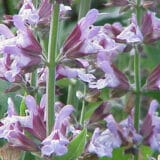 Žalfija - "biljni" antibiotik sa brojnim lekovitim prednostima 4