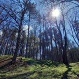 U Srbiji 2021. nešto više od polovine posečenog drveta korišćeno za ogrev 13