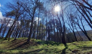 Uspostaviti namensko i transparentno trošenje fonda za šume u budžetu Užica 2 Uspostaviti namensko i transparentno trošenje fonda za šume u budžetu Užica 2