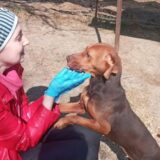 Vranjanci muku muče s psima lutalicama: Dok nadležni nemaju rešenje, jedna Vranjanka preuzela brigu o životinjama 1