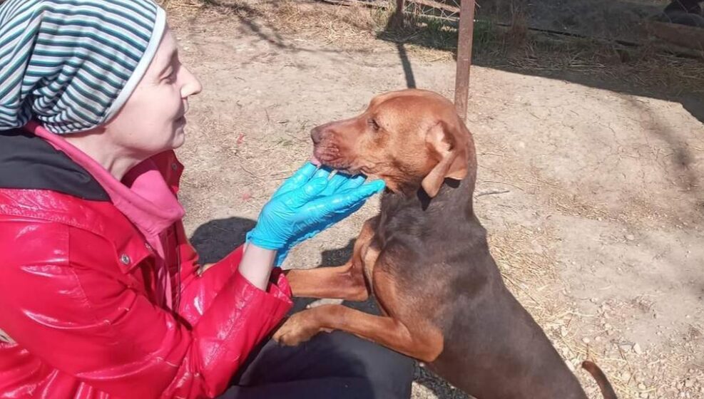 Vranjanci muku muče s psima lutalicama: Dok nadležni nemaju rešenje, jedna Vranjanka preuzela brigu o životinjama 1 Vranjanci muku muče s psima lutalicama: Dok nadležni nemaju rešenje, jedna Vranjanka preuzela brigu o životinjama 1