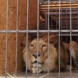 Ostali u zoološkom vrtu u Harkovu da hrane životinje, Rusi ih ubili 9