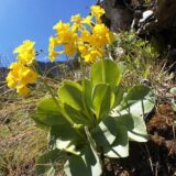 Jagorčevina - odličan lek protiv kašlja 13