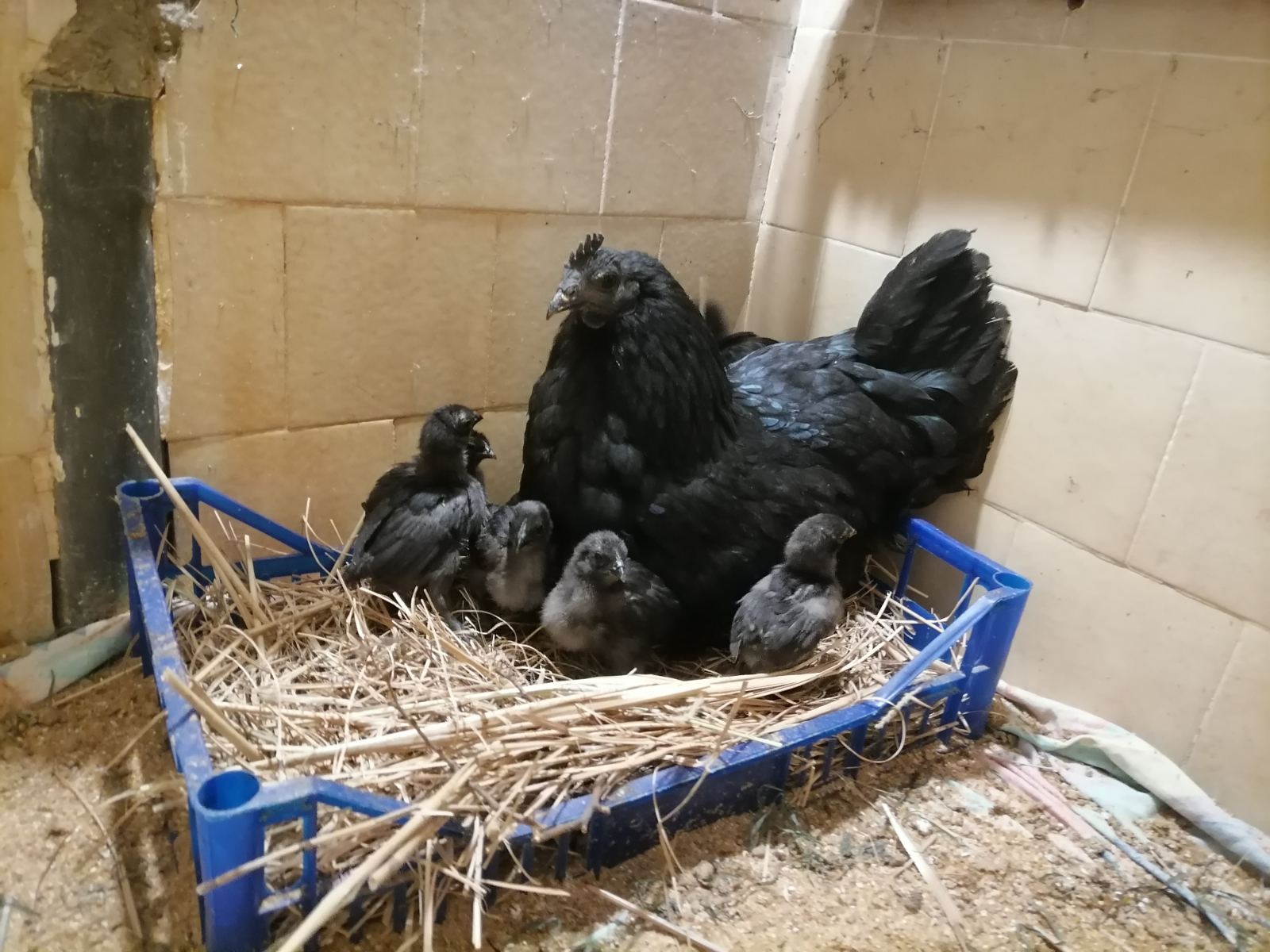 Strahinja i Marta su od stare kuće kod Zrenjanina napravili mali raj, a najegzotičnija životinja im je "crna kokoška" 3 ayan cenami sa pilićima