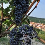 Barolo, generalovo vino 12