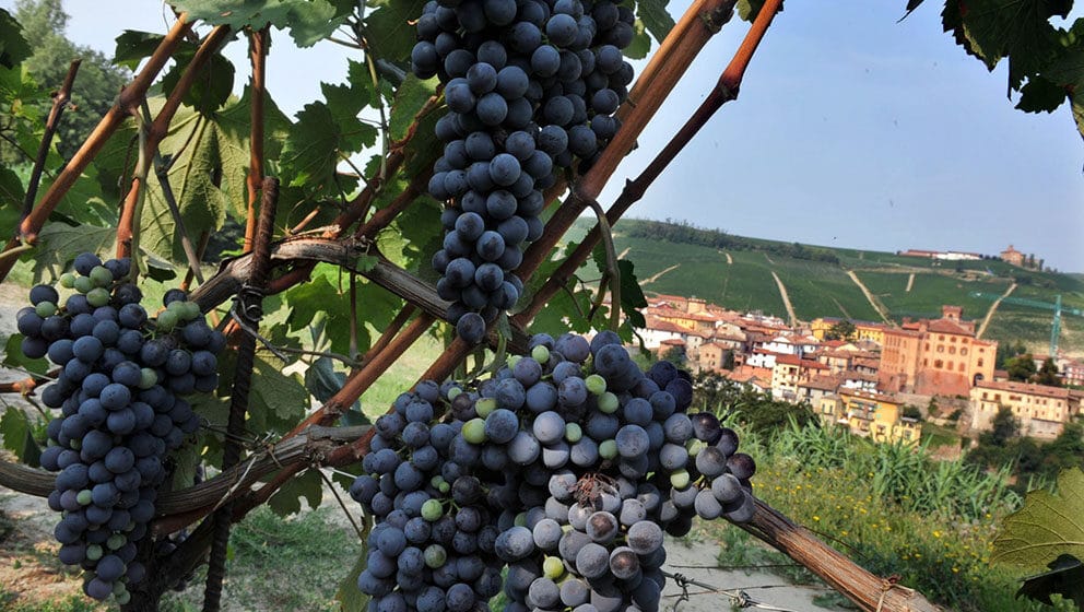 Barolo, generalovo vino 1