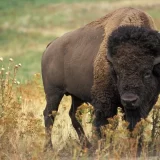 Rodio se mali beli bizon: Indijanska plemena ushićena zbog drevnog proročanstva (VIDEO) 3
