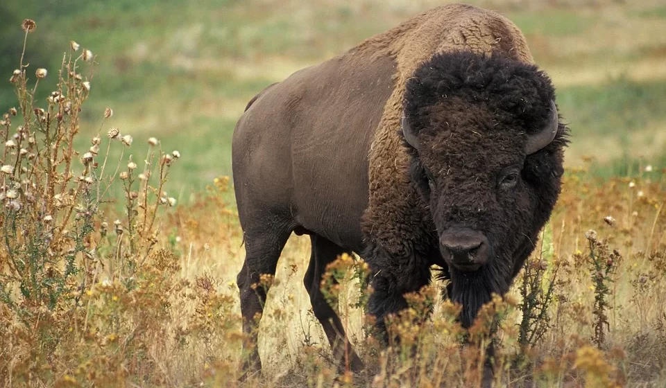 Traže se imena za pet bizona na Fruškoj gori, glasanje sledeće nedelje 1