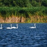 Borba protiv mikroplastike: Hemičar pliva Dunavom i uzima uzorke vode za analizu 8