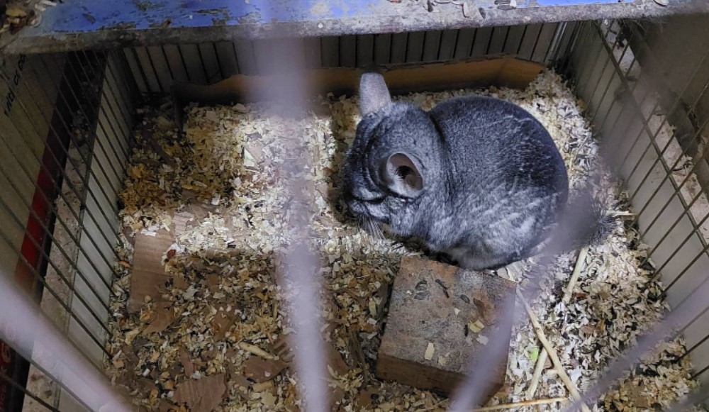 Zaječarka Vesna ostavila je svoj posao i posvetila se gajenju papagaja, činčila i egzotičnog bilja 2