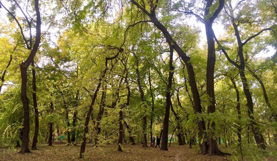 Dudova šuma u Subotici dobila više od 100 mladih sadnica 1