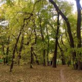 Dudova šuma u Subotici dobila više od 100 mladih sadnica 13