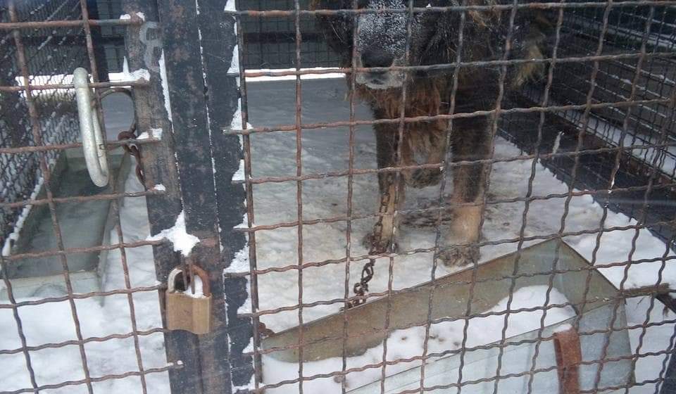 Meštani Duge Poljane u okolini Niša najavili blokade puteva ukoliko im se u selu izgradi regionalno prihvatilište za pse 1