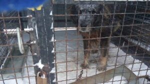 Niš: Regionalni azil “po evropskim standardima” za 2.000 pasa u selu bez kanalizacije 2 Niš: Regionalni azil “po evropskim standardima” za 2.000 pasa u selu bez kanalizacije 2